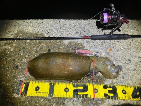 春アオリ🦑!開幕!!(^o^)/