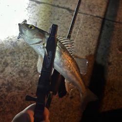 夜のライトゲーム