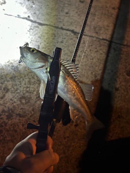 夜のライトゲーム