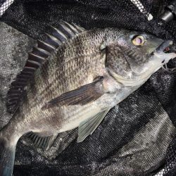 ヘチってきました