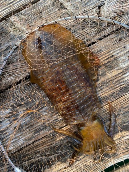 筏でアオリイカ他