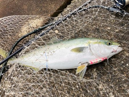 曇天模様にはキシイチSPピンクにゃ！