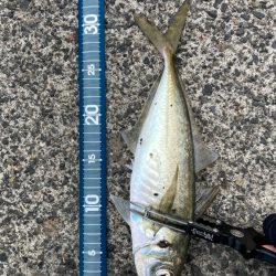 はじまりましたー٩( ᐛ )و