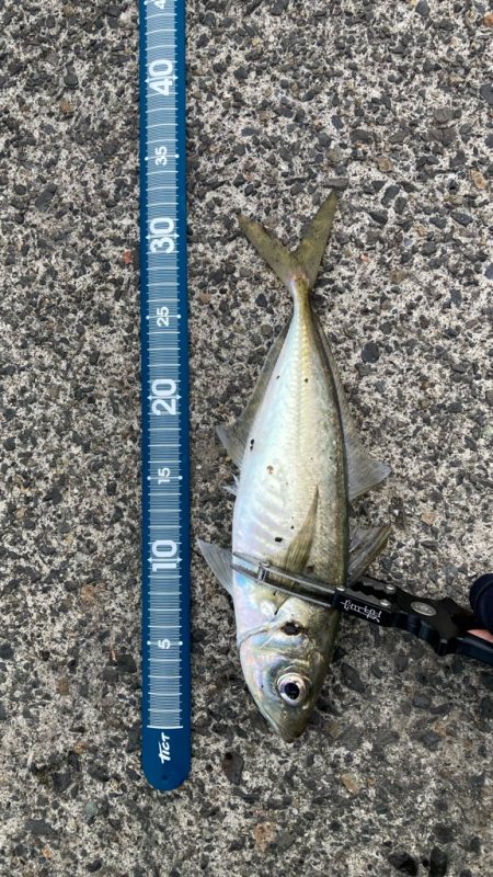 はじまりましたー٩( ᐛ )و