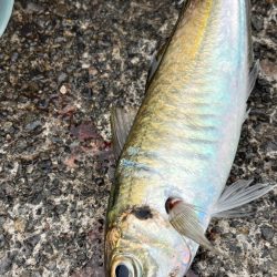 ながーい沈黙を経てウキスポ(°▽°)