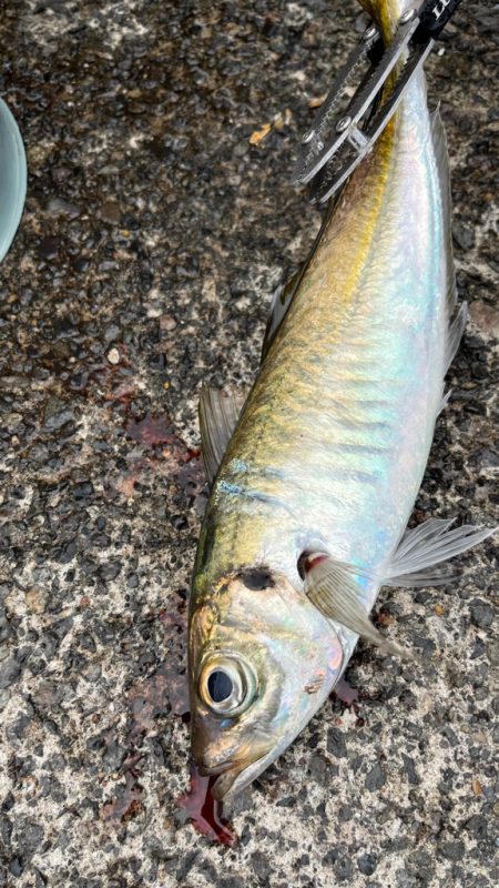 ながーい沈黙を経てウキスポ(°▽°)