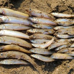 片男波海浜キス釣果