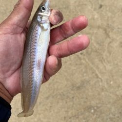 今回も地元のサーフで釣りました