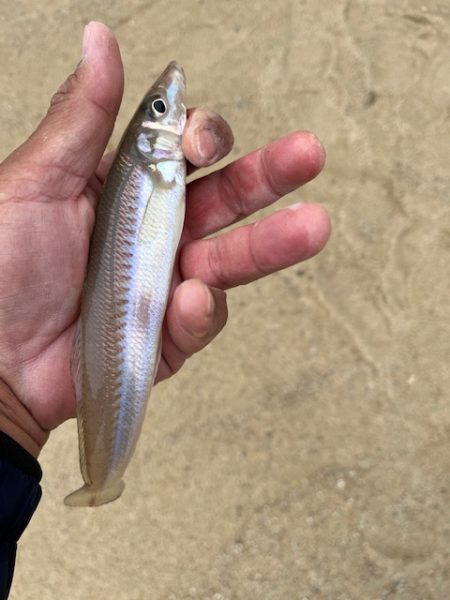 今回も地元のサーフで釣りました