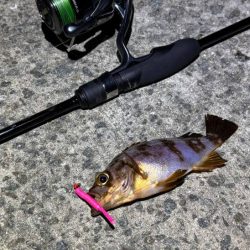 空「たか」ちゃんアジング大会