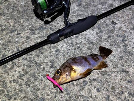 空「たか」ちゃんアジング大会