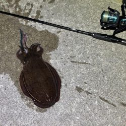 姫路で夕朝マヅメのエギングチャレンジ！