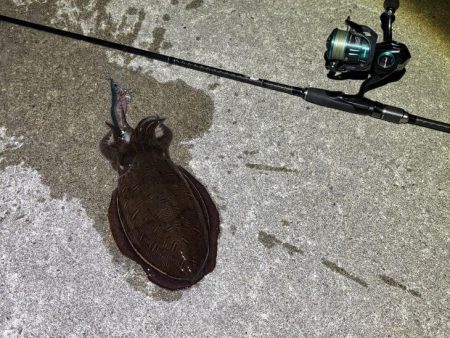 姫路で夕朝マヅメのエギングチャレンジ！