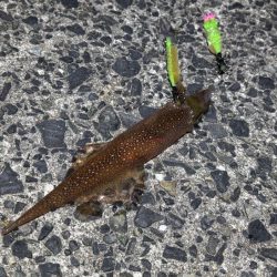 ヤリイカ終盤｜まだ釣れそうだけどラスト釣行！