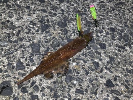 ヤリイカ終盤｜まだ釣れそうだけどラスト釣行！