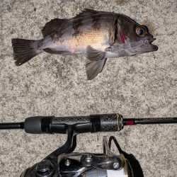 満月メバリング