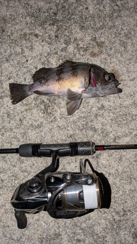 満月メバリング