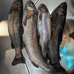 エリアトラウト