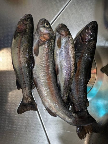 エリアトラウト