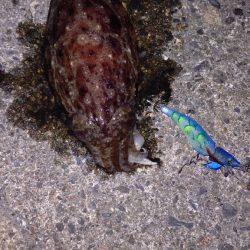 今年初エギング