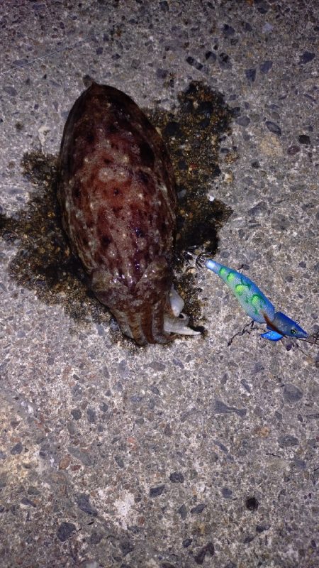 今年初エギング