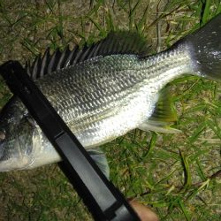 招かれざるお魚。