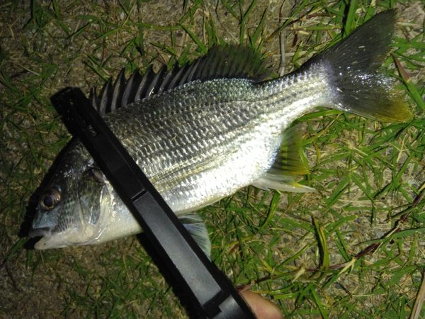 招かれざるお魚。