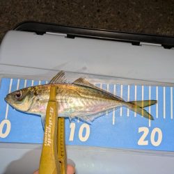 ヒラメとアジング