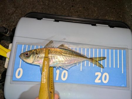 ヒラメとアジング