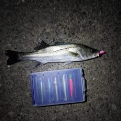 フッコ5匹(38～40cm)