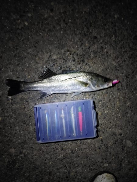 フッコ5匹(38～40cm)