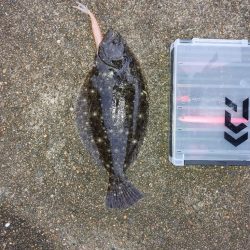 久しぶりのヒラメ