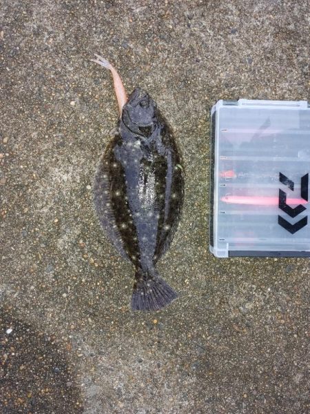 久しぶりのヒラメ