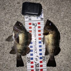 プラッキングからのジグ単