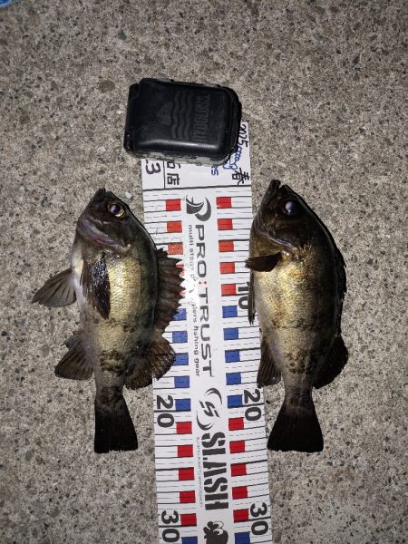 プラッキングからのジグ単