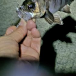 初めてのメバリング