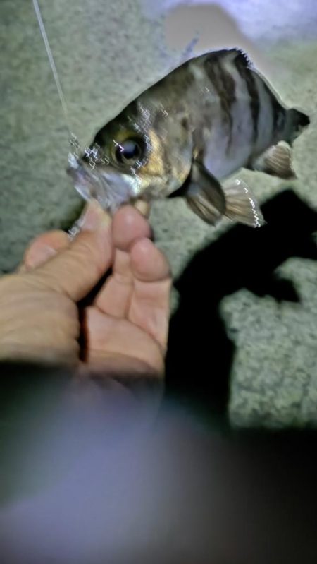 初めてのメバリング