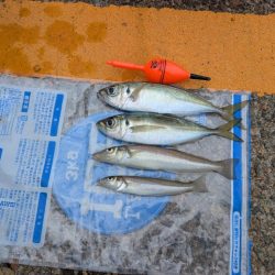 日本海でアジ探し