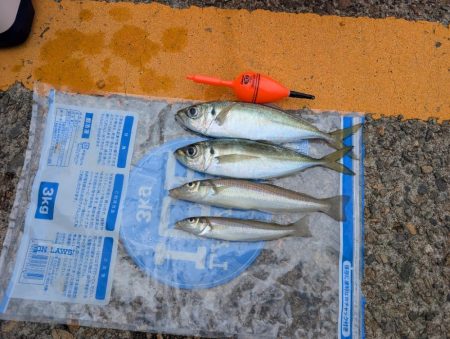 日本海でアジ探し