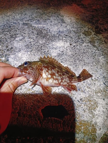 夜メバリング失敗