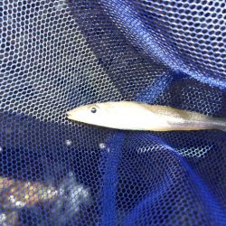 今シーズンのキス開幕！とは言い難い