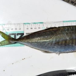 まだまだ釣れない