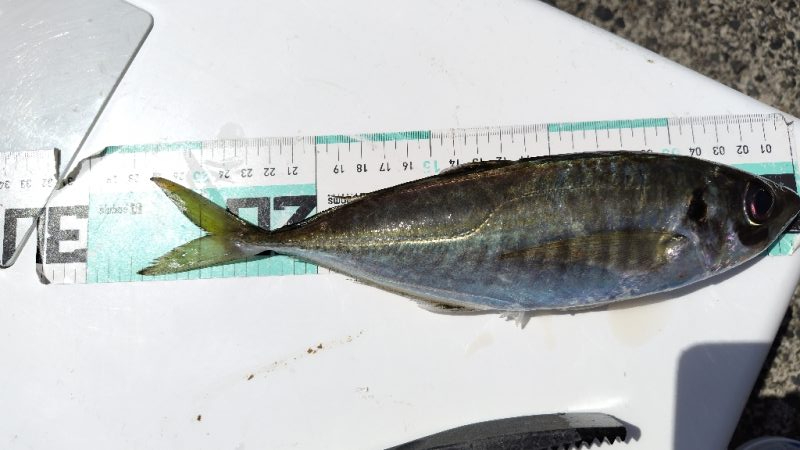 まだまだ釣れない