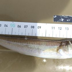 キス開幕。多分。