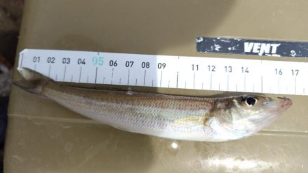 キス開幕。多分。