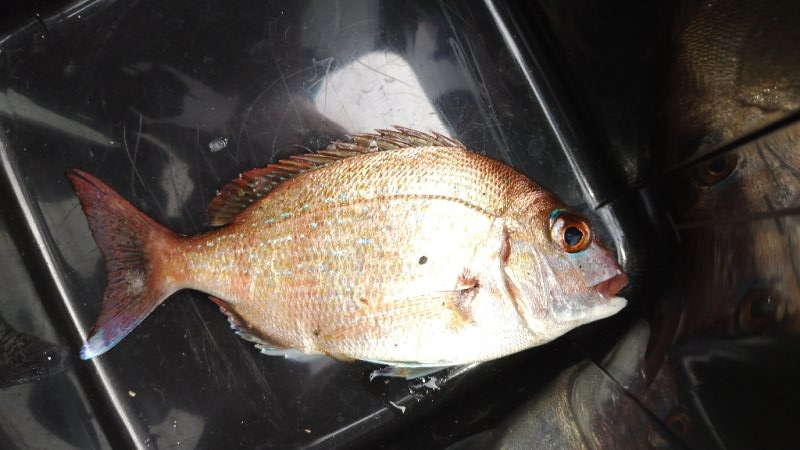 アジがいません