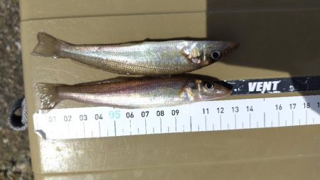 キスがいません。