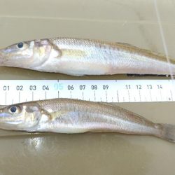 キスらしいアタリ