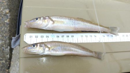 キスらしいアタリ