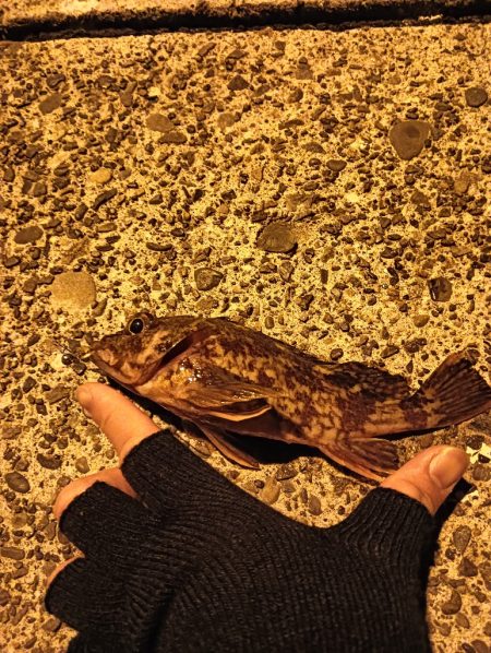 メバルの活性もう終わり？？